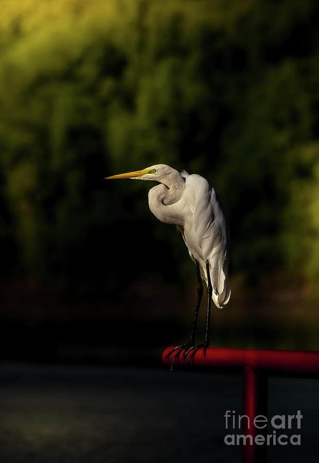 Lonesome Egret - Morning Photograph by Robert Frederick