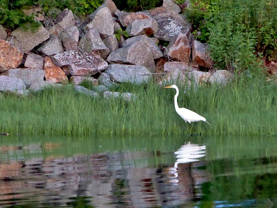 Egret Photograph - Egret on the Danvers River by Scott Hufford