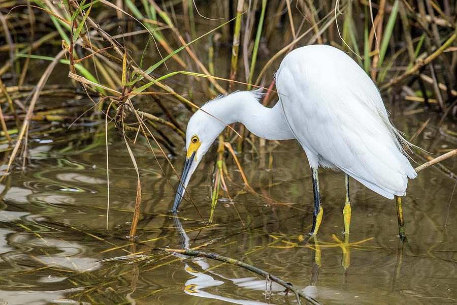 Egret On the Hunt Photograph by Paul Freidlund