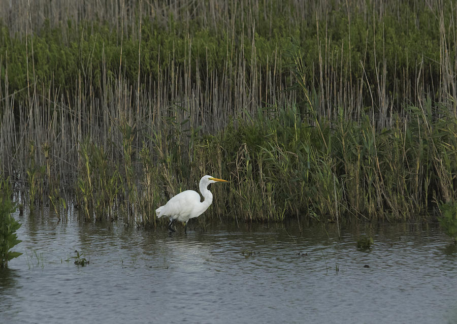 Egret on the Hunt Photograph by Paul Ross