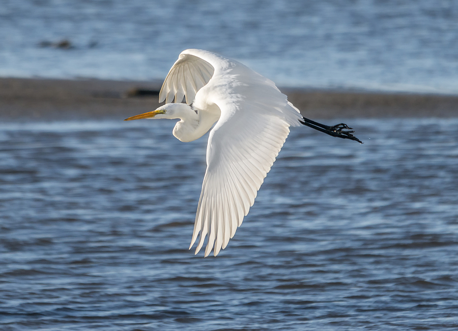 Egret on the Move Photograph by Loree Johnson
