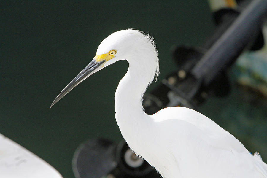 Egret on the Pier Photograph by Shoal Hollingsworth