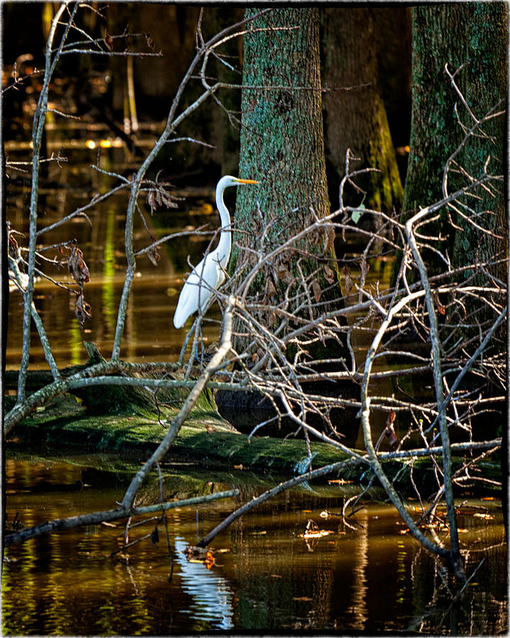 Great Egret On Prowl >> Egret On The Prowl Photograph By Arthur Guertin Great Egret On Prowl >> Egret On The Prowl Photograph By Arthur Guertin