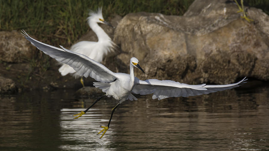 Bird Photograph - Egret on the Wing by Bruce Frye