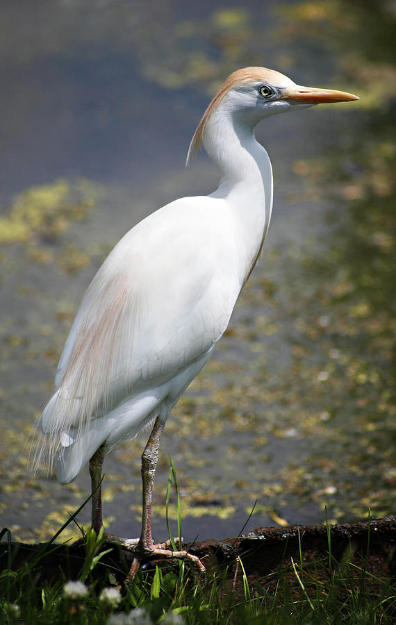 Egret or Crane Photograph by Marilyn Hunt