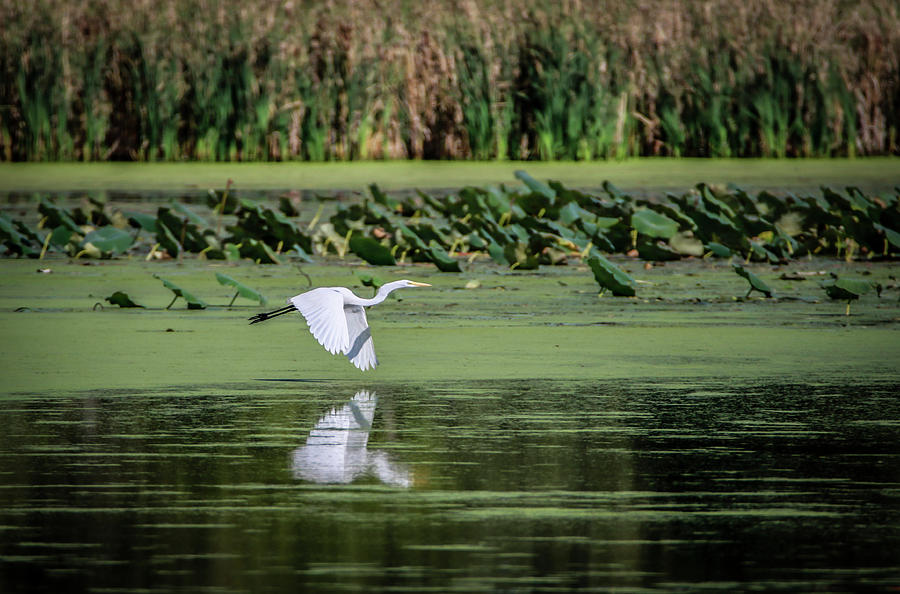 Egret Over Wetland Photograph by Ray Congrove