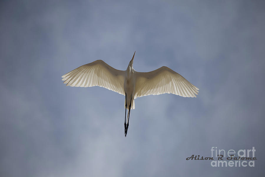 Egret Overhead Photograph by Alison Salome