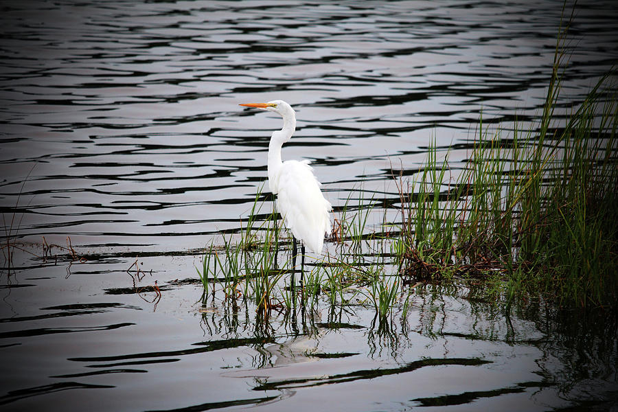 Egret Patiently Waiting Photograph by Cynthia Guinn