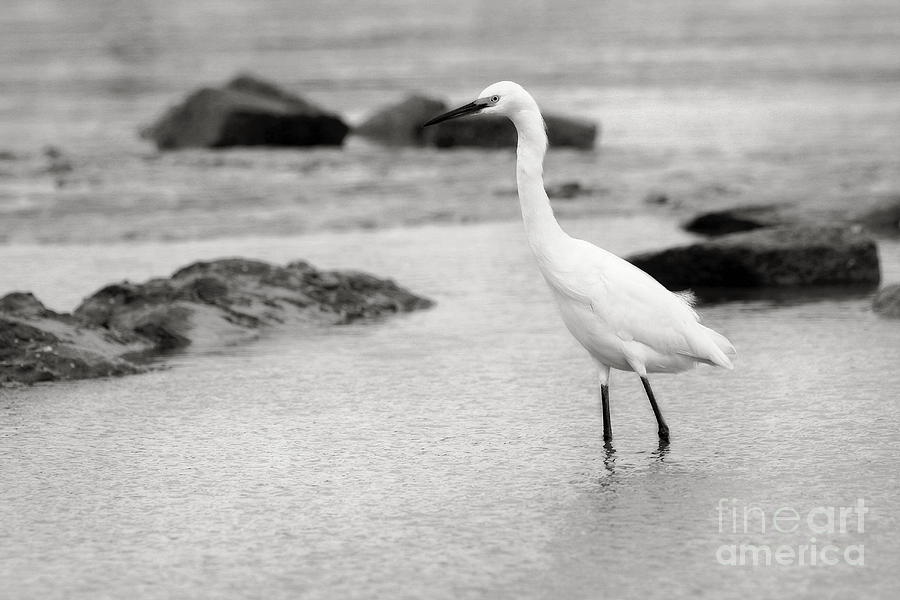 Egret Patrolling in Black and White Photograph by Angela Rath