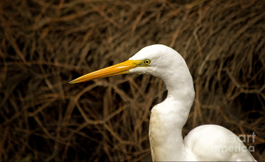 Egret Photograph by Paul Gillham