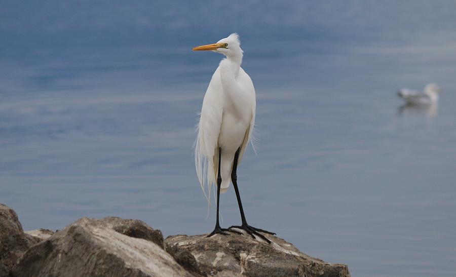 Egret Perched  Photograph by Christy Pooschke