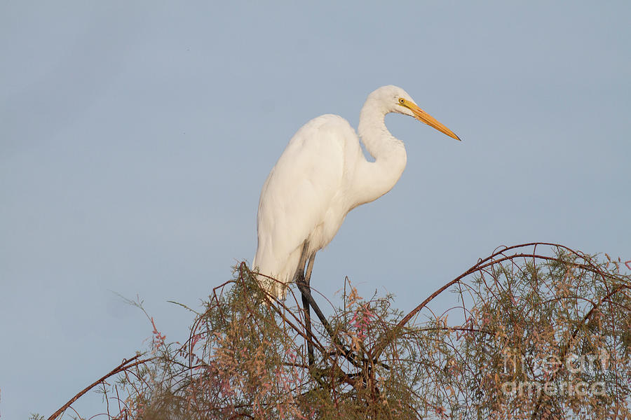 Egret perched on tree branches Photograph by Ruth Jolly