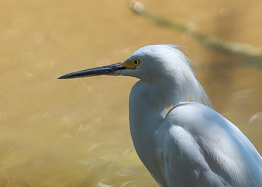 Egret Pose Photograph by Norman Peay