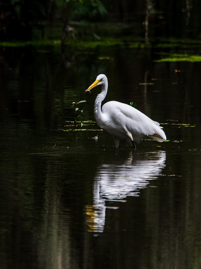 Feather Photograph - Egret Refelction by Alicia BRYANT