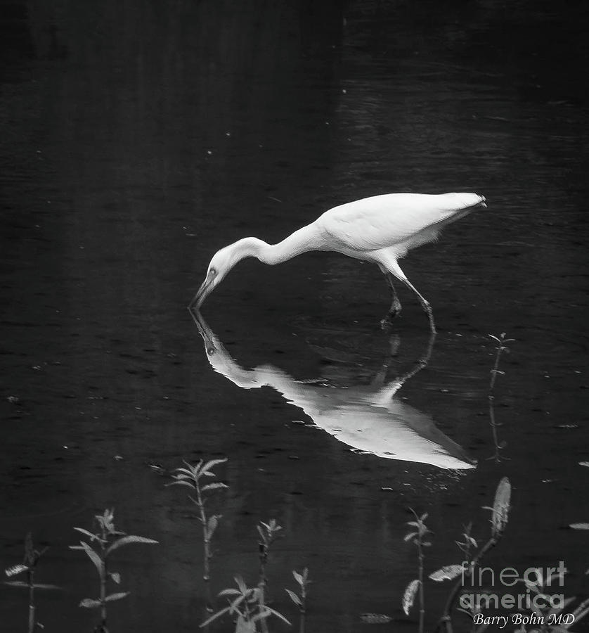 Egret reflected BW Photograph by Barry Bohn