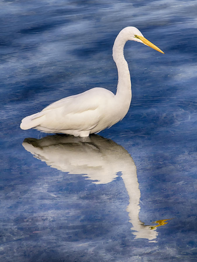 Egret Reflection on Blue Photograph by Bob Slitzan