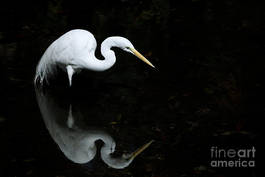 Egret Reflections Photograph by Dave Fleetham - Printscapes