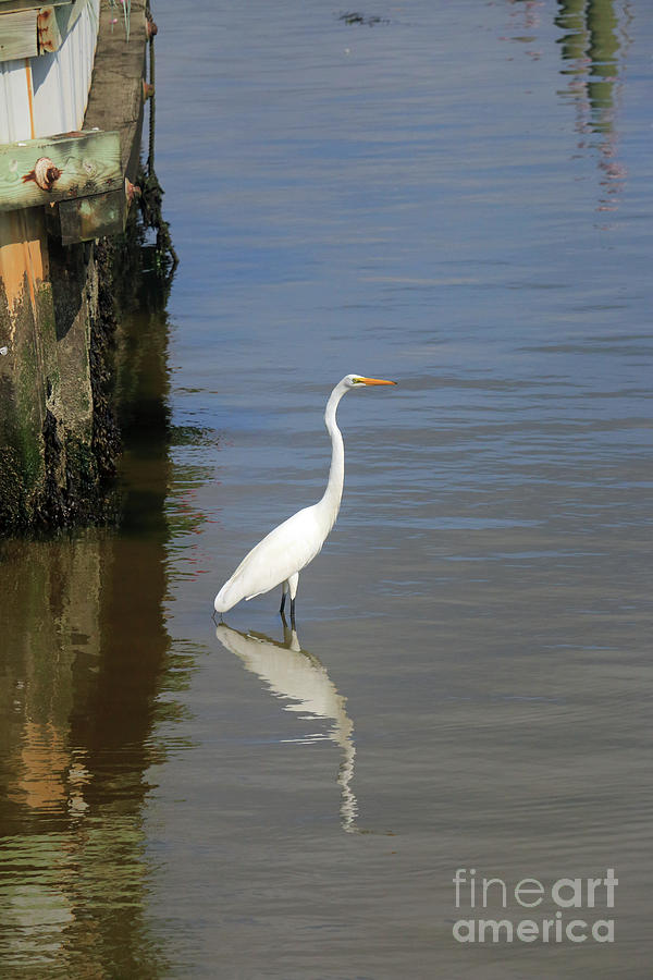 Egret Reflections Photograph by Mary Haber