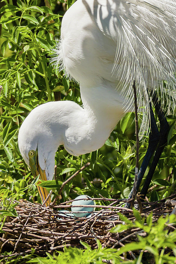 Egret Rotating Eggs Photograph by Dawn Currie