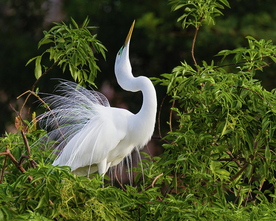 Egret Showing Off for the Ladies Photograph by Dawn Currie