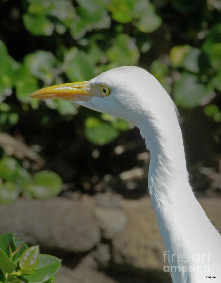 Egret-Signed-#2297 Photograph by J L Woody Wooden