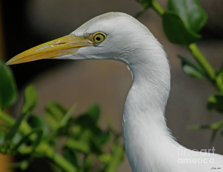 Egret-Signed-#2344 Photograph by J L Woody Wooden