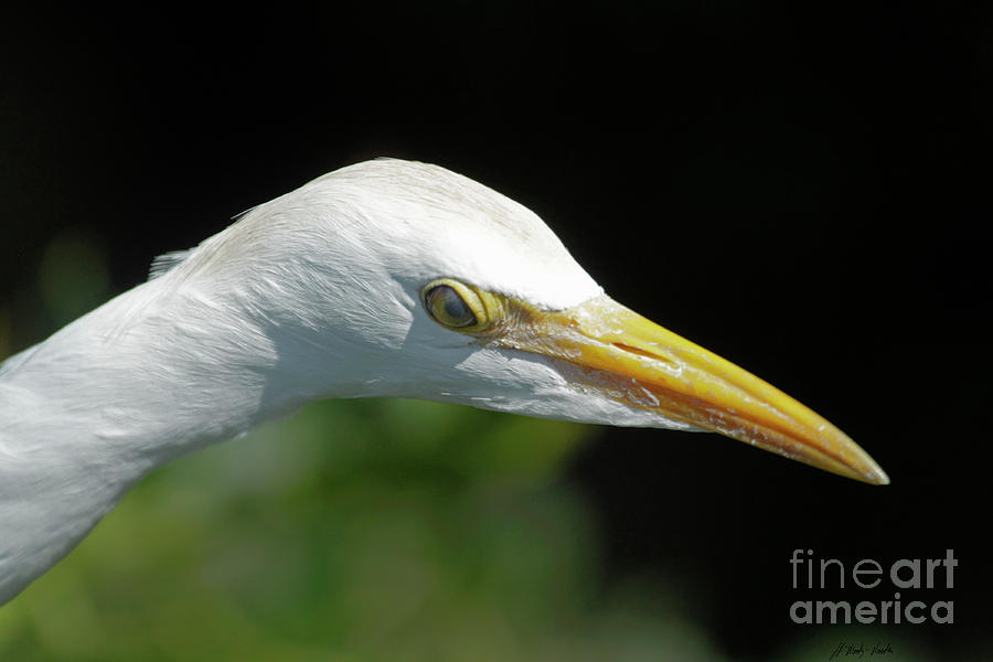 Egret-Signed-#2407 Photograph by J L Woody Wooden