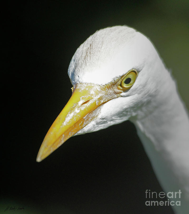 Egret-Signed-#2416 Photograph by J L Woody Wooden