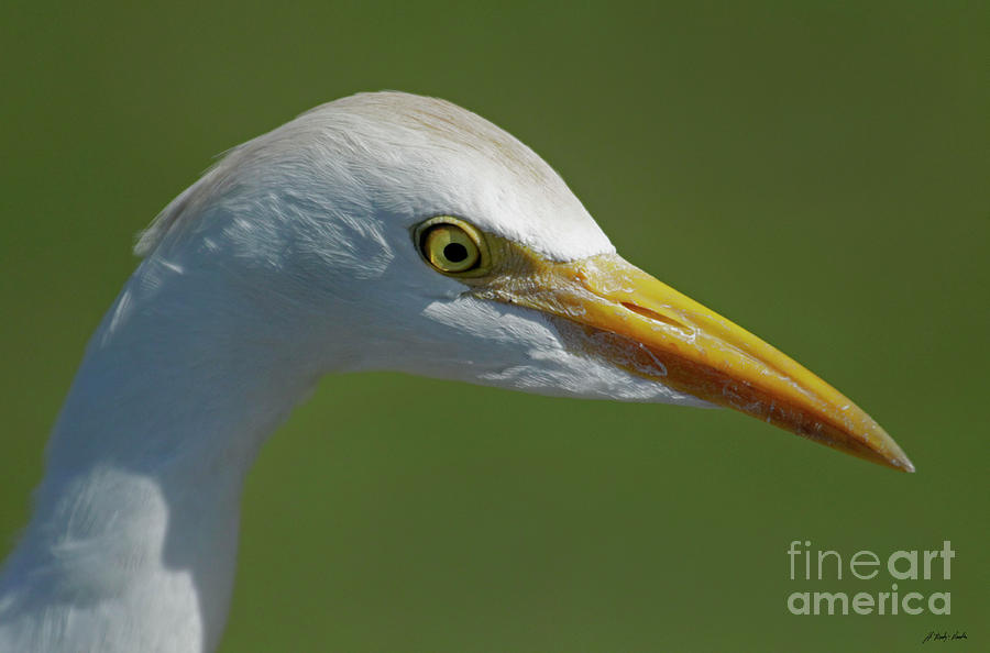 Egret-Signed-#2443 Photograph by J L Woody Wooden