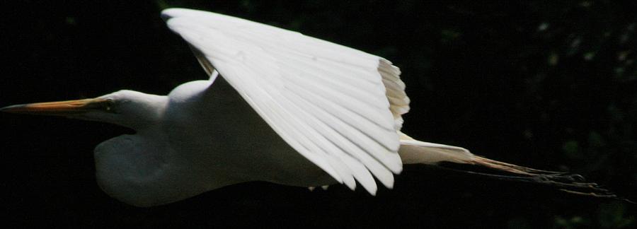Egret Soaring Photograph by Christopher J Kirby