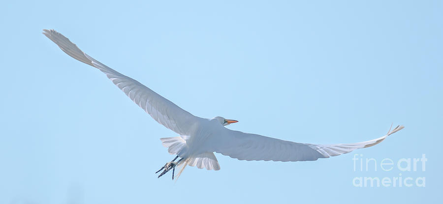 Egret Soaring Photograph by Dale Powell