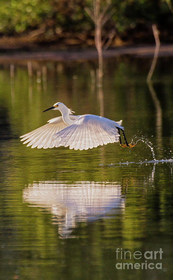 Egret Photograph - Egret soars  into the light by Ruth Jolly