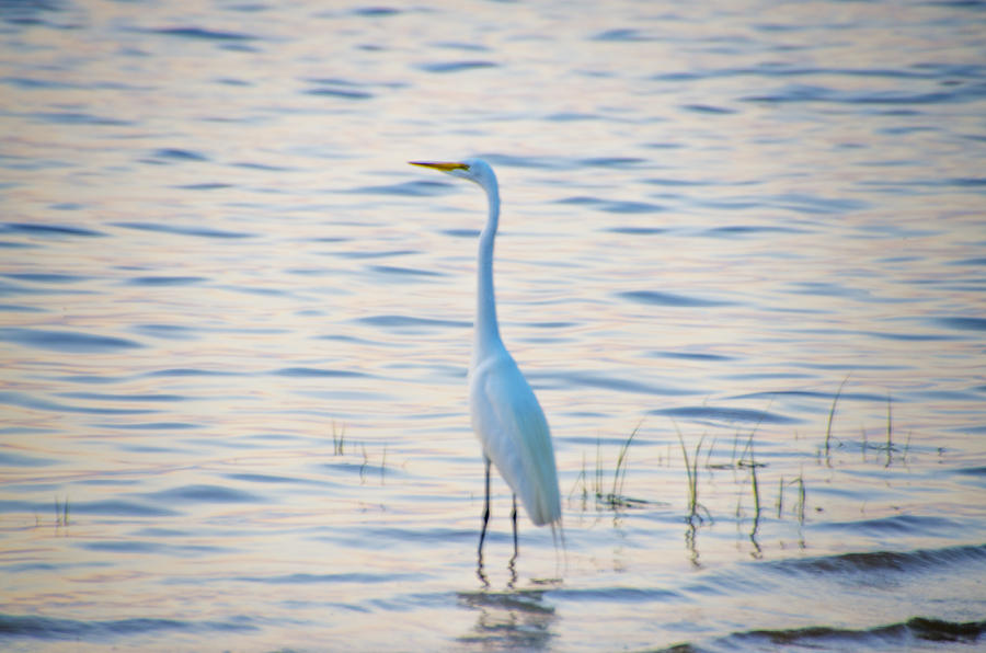 Egret Standing by the Water Photograph by Bill Cannon