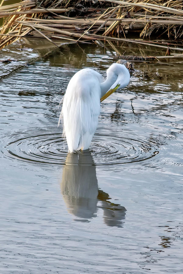 Egret Standing in a Stream Preening Photograph by Anthony Murphy