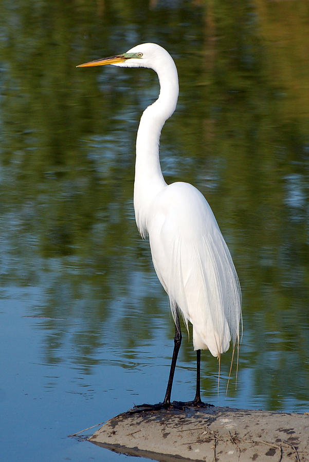 Egret Standing Photograph by Kathleen Stephens