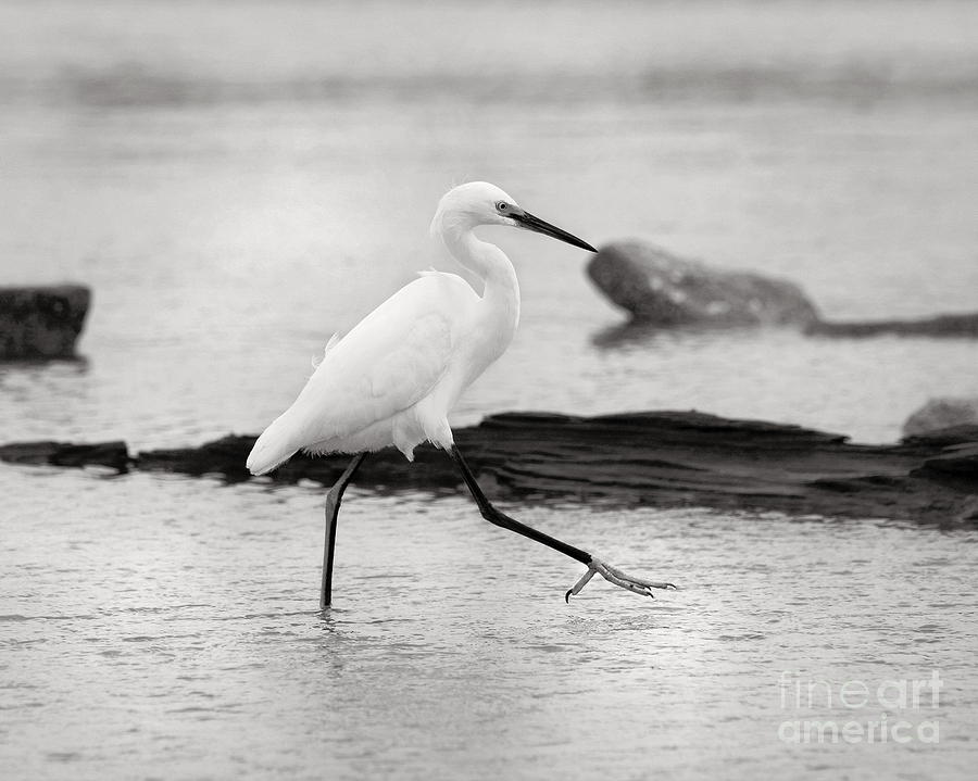 Egret Step in Black and White Photograph by Angela Rath
