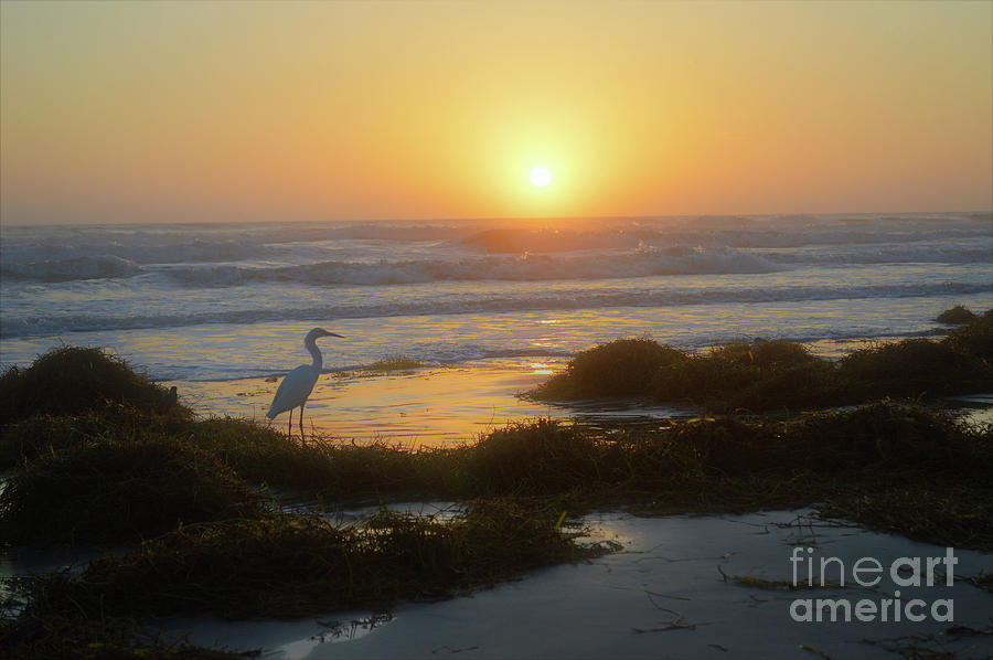 Egret sunrise 10-7-17 Photograph by Julianne Felton