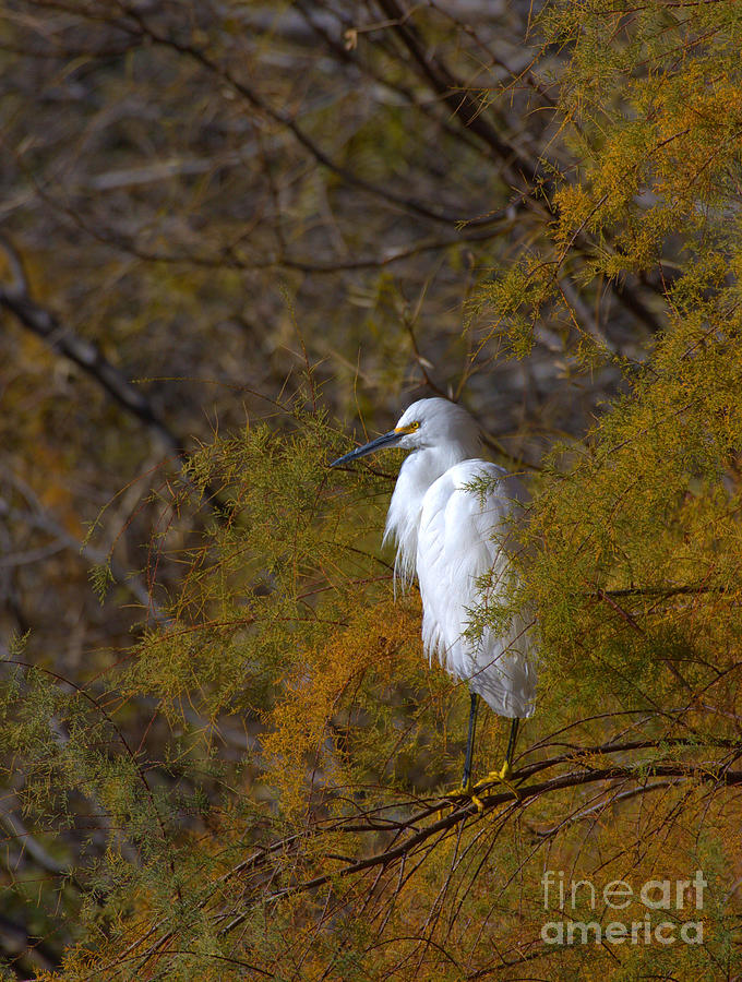 Egret surrounded by Golden leaves Photograph by Ruth Jolly
