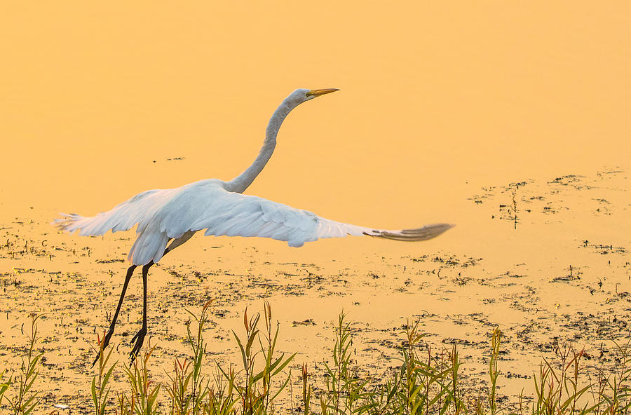 Egret Take Off 2 Photograph by Marc Crumpler
