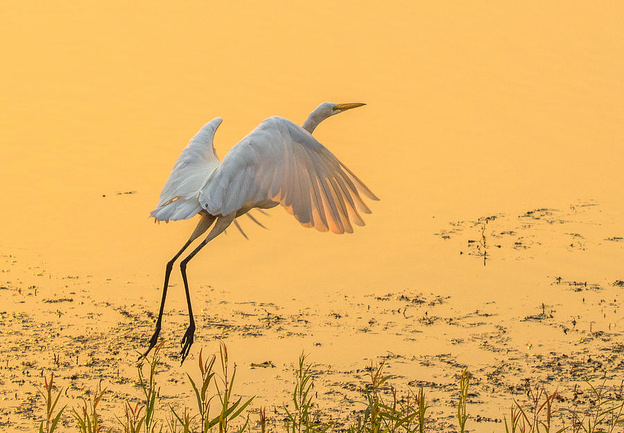 Egret Take Off 3 Photograph by Marc Crumpler