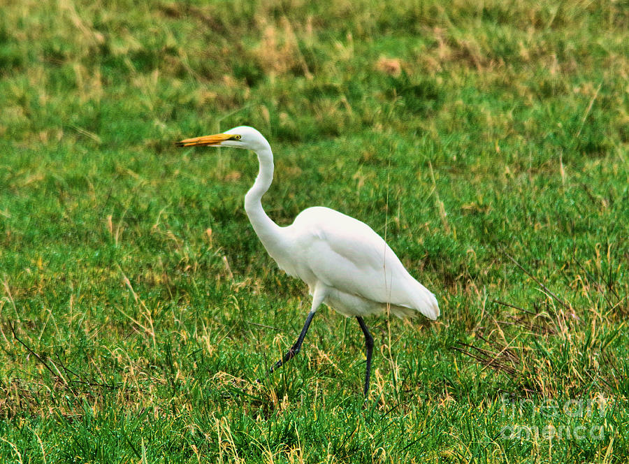 Egret Takes A Step Photograph by Jeff Swan