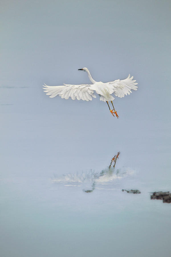 Egret Photograph - Egret Takes Flight by Susan Gary