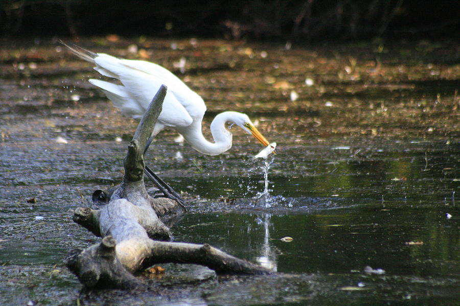 Egret Takes Lunch Photograph by Christopher J Kirby