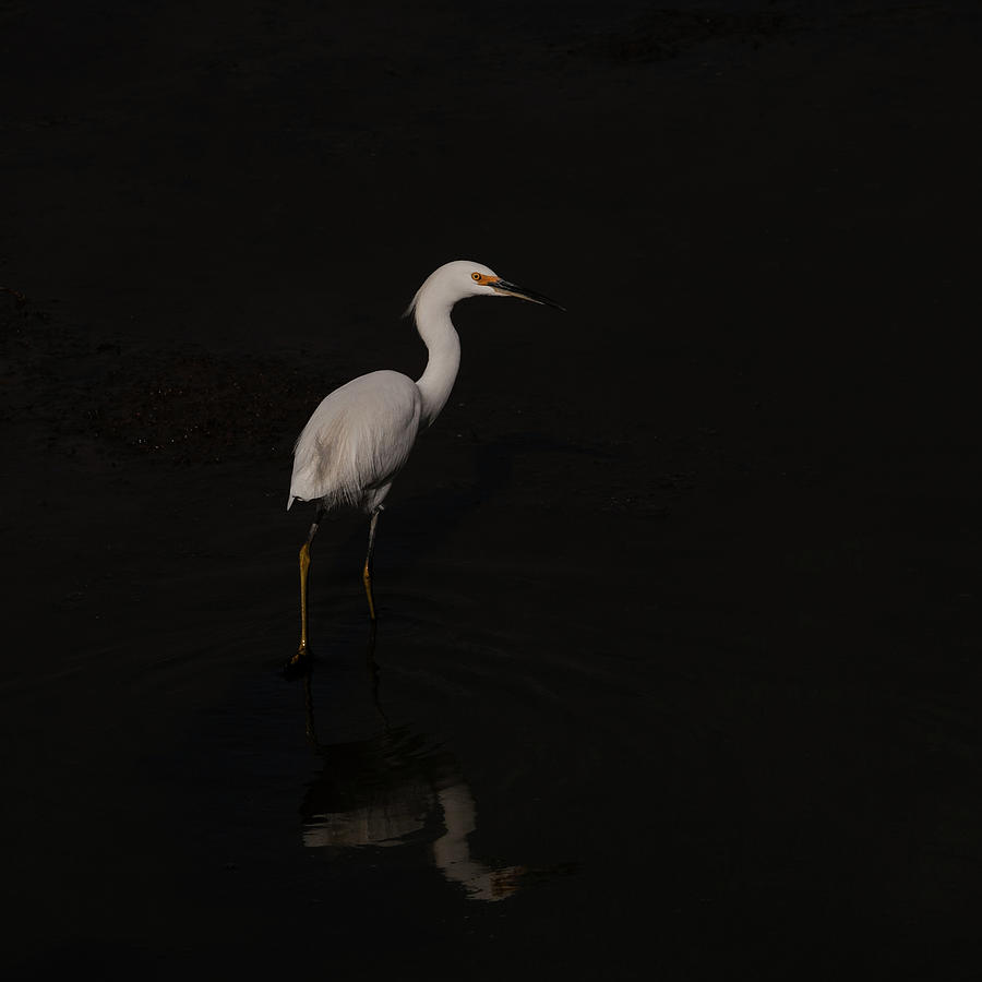 Egret Taking a Walk  Photograph by Catherine Lau