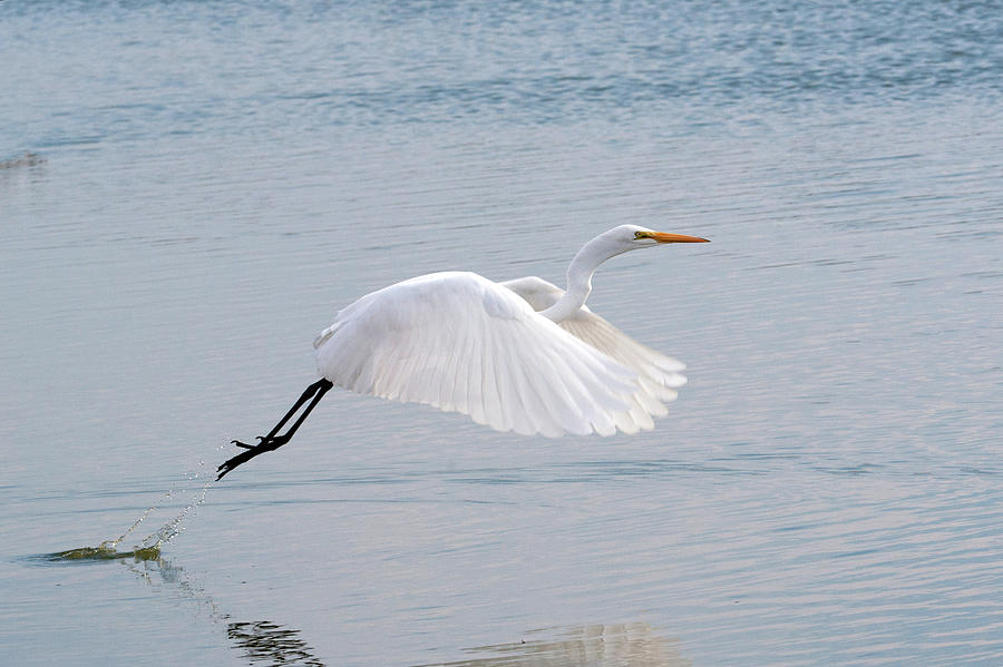 Egret Taking Off 1 Photograph by Catherine Lau