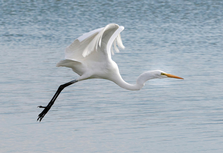 Egret taking off 2 Photograph by Catherine Lau