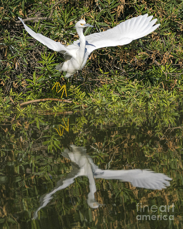 Egret Taking Off Photograph by Priscilla Burgers