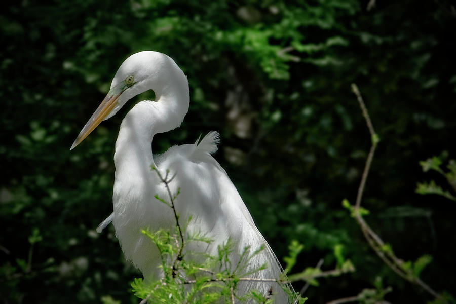 Scarf Photograph - Egret Thinking by TJ Baccari