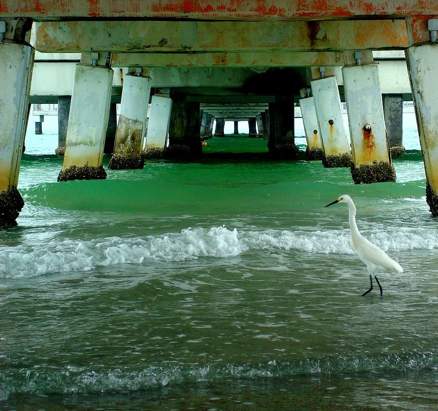Egret under Pier Photograph by Julie Pappas