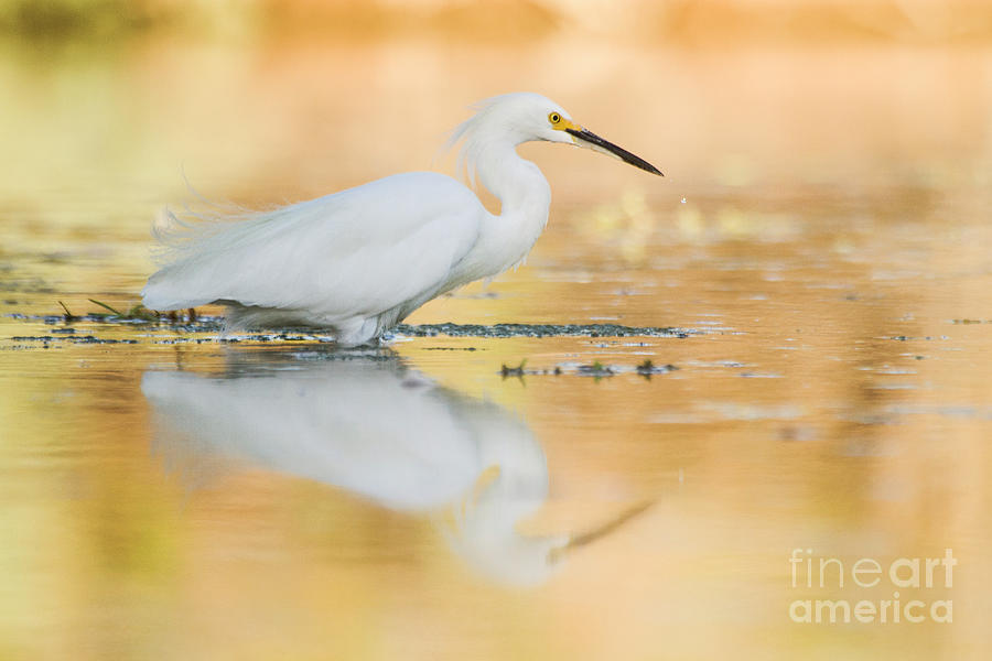 Egret Photograph - Egret when the sun is setting  by Ruth Jolly